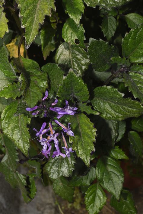 紫鳳凰枯萎|福星花園: 紫鳳凰